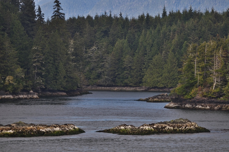 looking out over Tofino Inlet